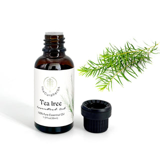 tea tree oil for indoor plants Tea Tree 100% Pure Essential Oil – The Cura Herbs™